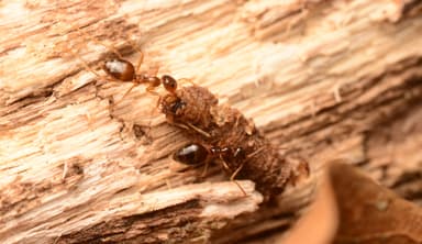 Prenolepis imparis photo 300