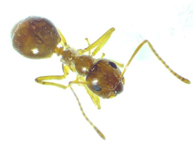 Prenolepis imparis photo 308