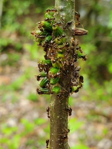 Prenolepis imparis photo 314