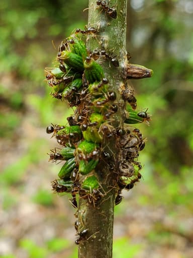 Prenolepis imparis photo 315