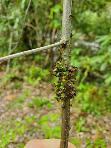 Prenolepis imparis photo 319