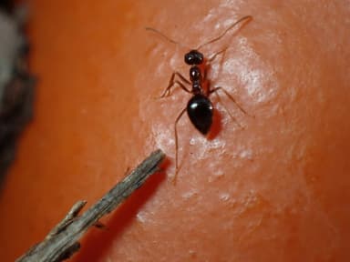 Prenolepis imparis photo 320