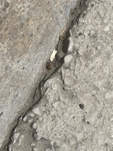 Prenolepis imparis photo 321