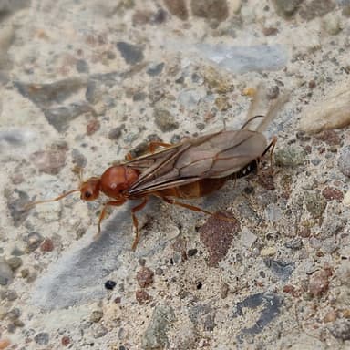 Prenolepis imparis photo 322