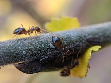 Prenolepis imparis photo 323