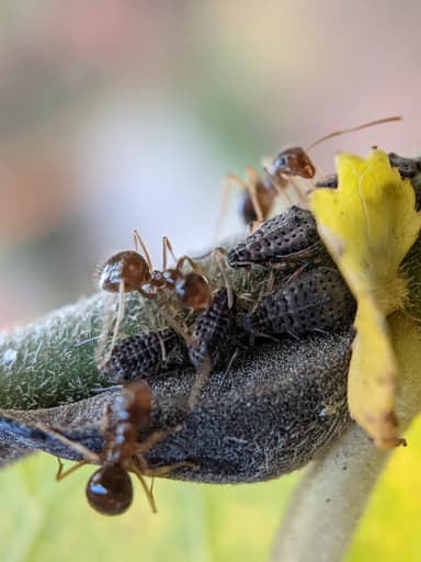 Prenolepis imparis photo 325