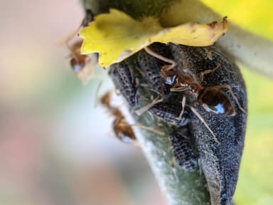 Prenolepis imparis photo 326