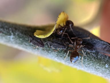 Prenolepis imparis photo 327