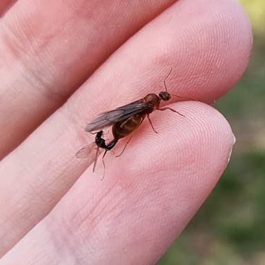 Prenolepis imparis photo 329
