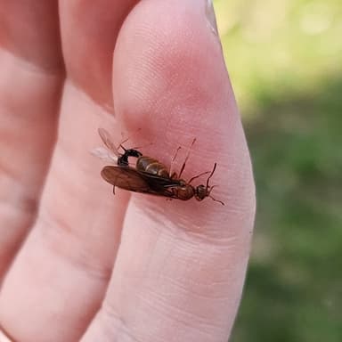 Prenolepis imparis photo 330