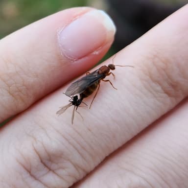 Prenolepis imparis photo 332