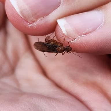 Prenolepis imparis photo 333