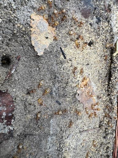 Prenolepis imparis photo 335
