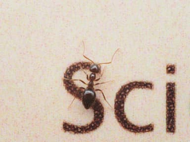 Prenolepis imparis photo 337