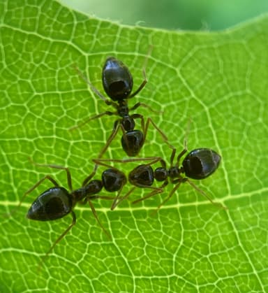 Prenolepis imparis photo 338