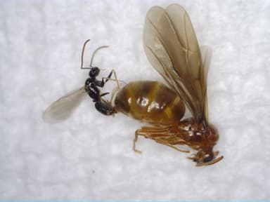 Prenolepis imparis photo 339