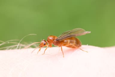 Prenolepis imparis photo 341