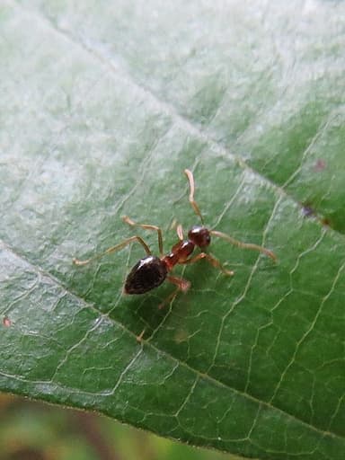 Prenolepis imparis photo 342
