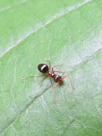 Prenolepis imparis photo 343