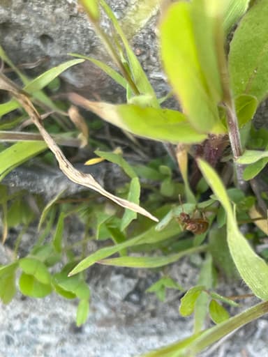 Prenolepis imparis photo 345