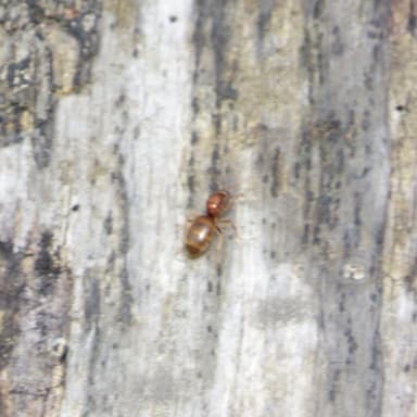 Prenolepis imparis photo 347