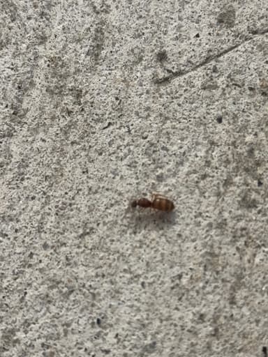 Prenolepis imparis photo 350