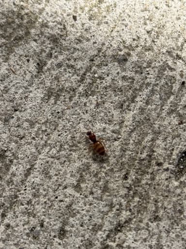 Prenolepis imparis photo 353