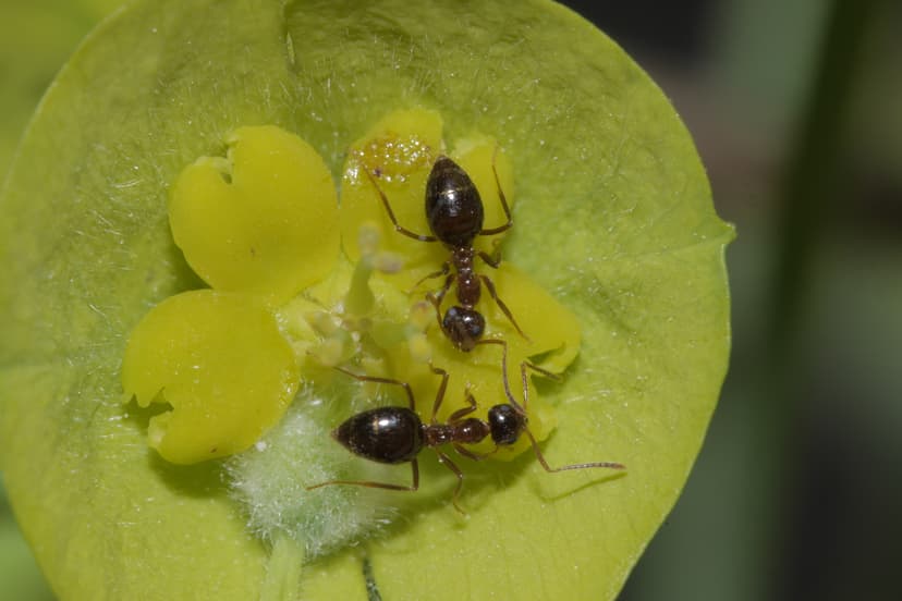 Prenolepis nitens photo 1