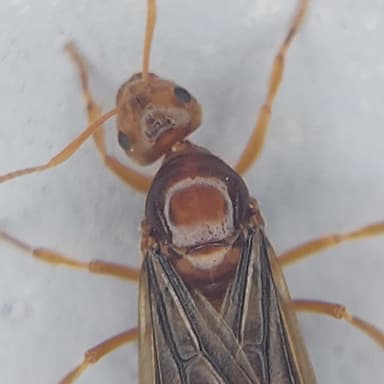 Prenolepis nitens photo 6