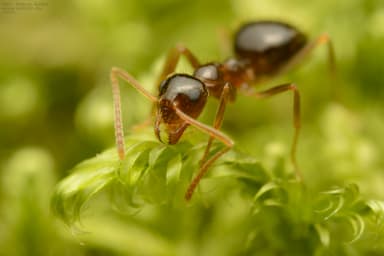 Prenolepis nitens photo 8