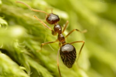 Prenolepis nitens photo 9