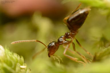 Prenolepis nitens photo 10