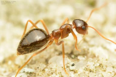 Prenolepis nitens photo 11
