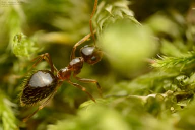 Prenolepis nitens photo 13