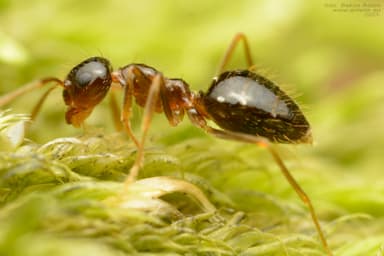 Prenolepis nitens photo 16