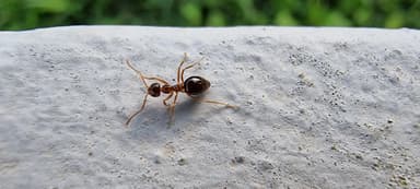 Prenolepis nitens photo 52