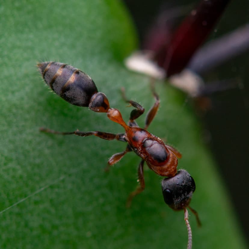 Pseudomyrmex gracilis photo 1