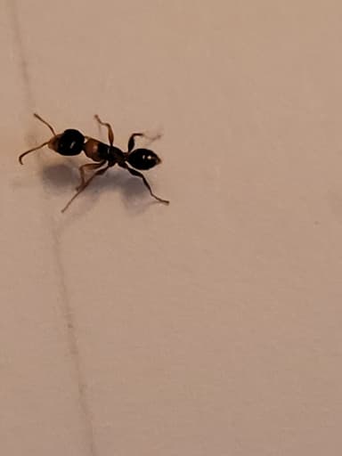 Pseudomyrmex gracilis photo 2