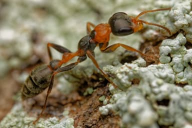 Pseudomyrmex gracilis photo 3