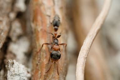 Pseudomyrmex gracilis photo 4