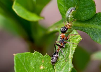 Pseudomyrmex gracilis photo 6
