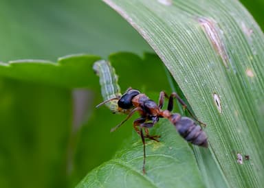 Pseudomyrmex gracilis photo 7