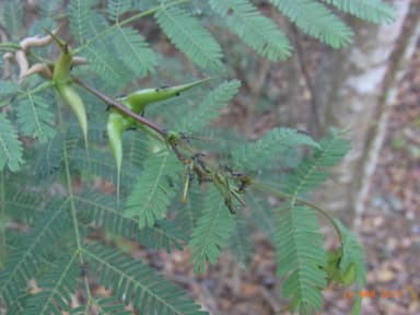 Pseudomyrmex gracilis photo 8