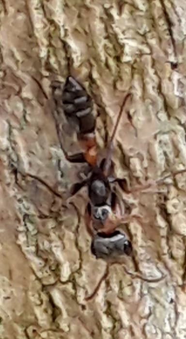 Pseudomyrmex gracilis photo 12