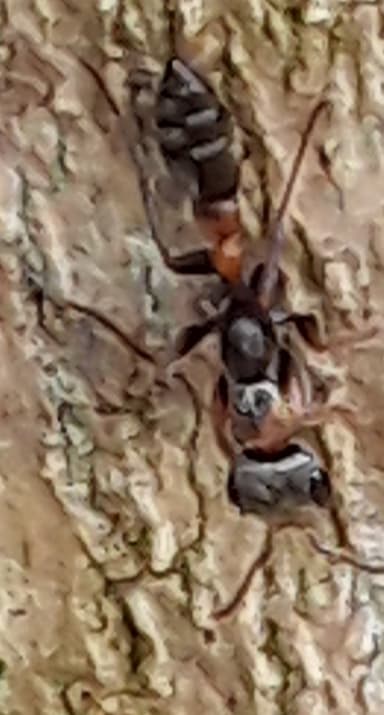 Pseudomyrmex gracilis photo 13