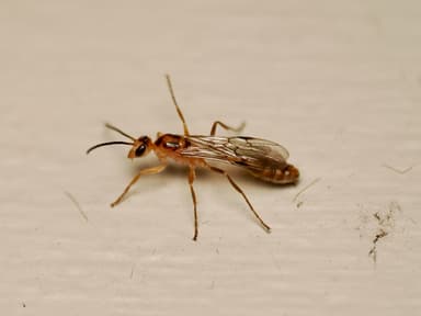 Pseudomyrmex gracilis photo 15