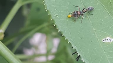 Pseudomyrmex gracilis — colony photo 16