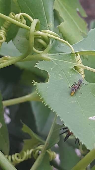 Pseudomyrmex gracilis — colony photo 17