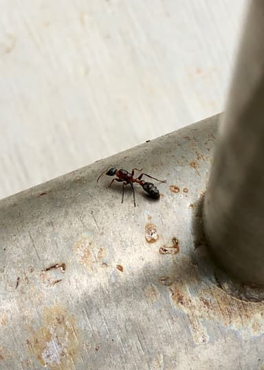 Pseudomyrmex gracilis photo 18