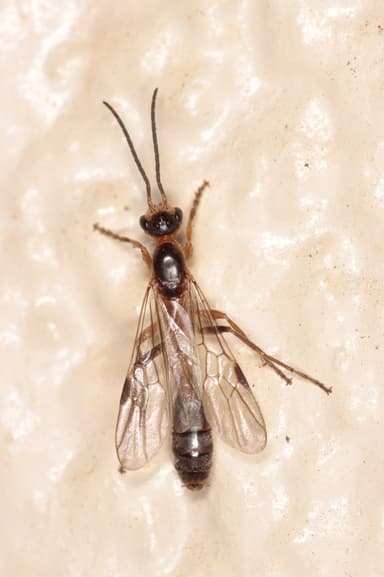Pseudomyrmex gracilis photo 19